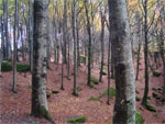 gal/2010/10 - Autunno in Casentino/_thb_pian_tombesi-01.jpg